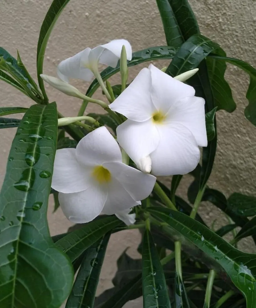 Guest House A&H Boca Chica Apartment